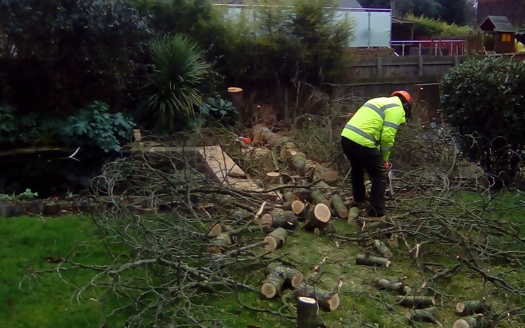 Tree Felling – Removal – Hessle – Anlaby – Hull