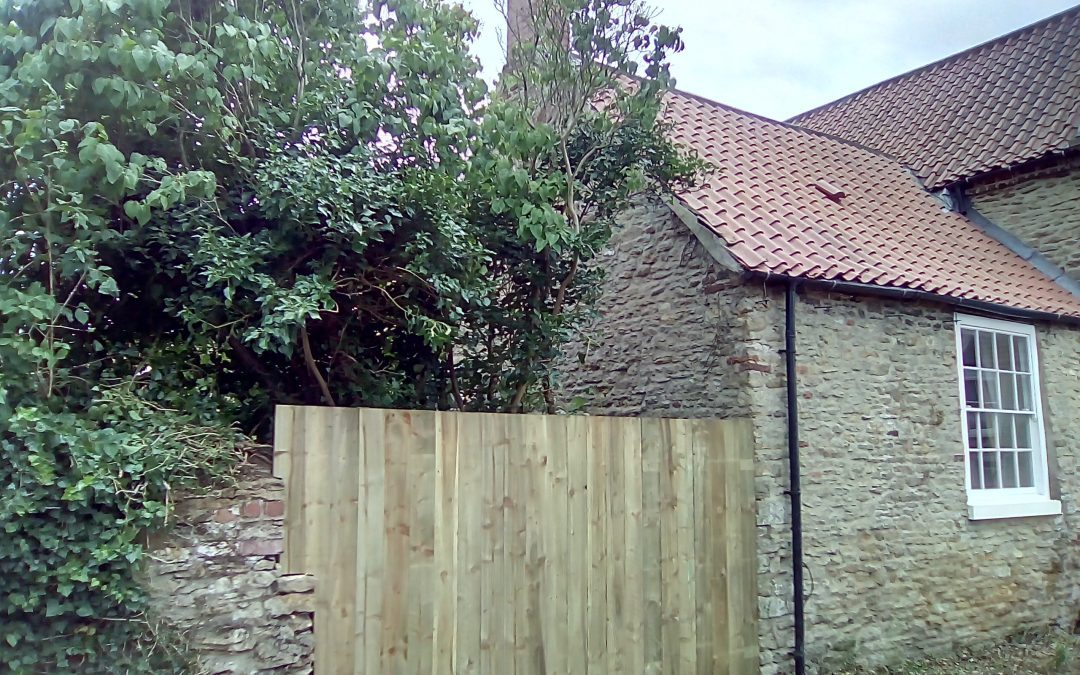 Ivy cleared and New Fence Installed at House – North Cave – West Hull Handyman